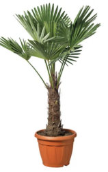 palmboom